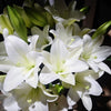 White Heaven Longiflorum Lilies | Premium Fresh White Lily Stems