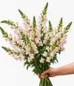 British Avignon Silver Snapdragon Flowers – Pale Pink