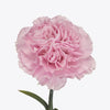 The Carnation Posy
