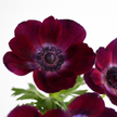 The Jewel – British Grown Anemone Letterbox