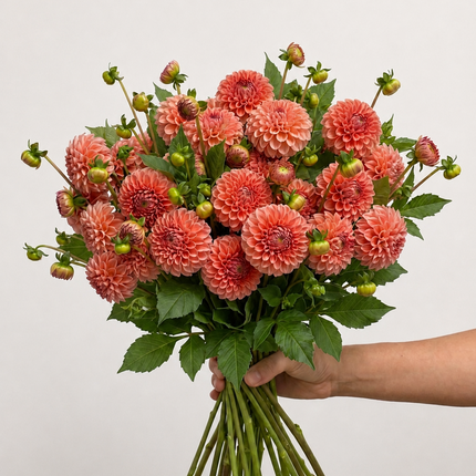 UK Grown Dahlia ‘Cornel Bronze’ – Bronze