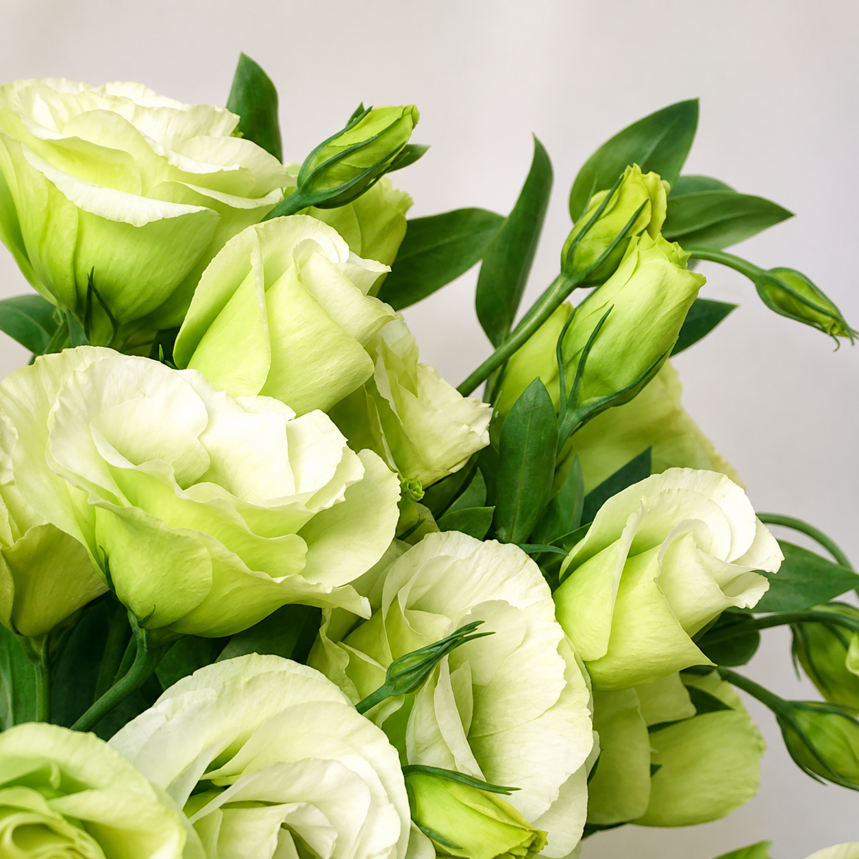 UK Grown Green Jade Lisianthus