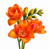 Soft Pink Freesia