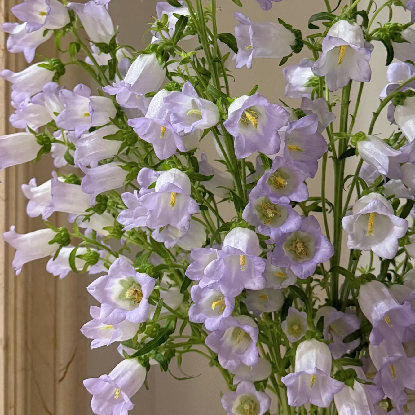 British Lavender Campanula | Fresh Seasonal Bellflowers