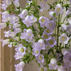 British Lavender Campanula | Fresh Seasonal Bellflowers