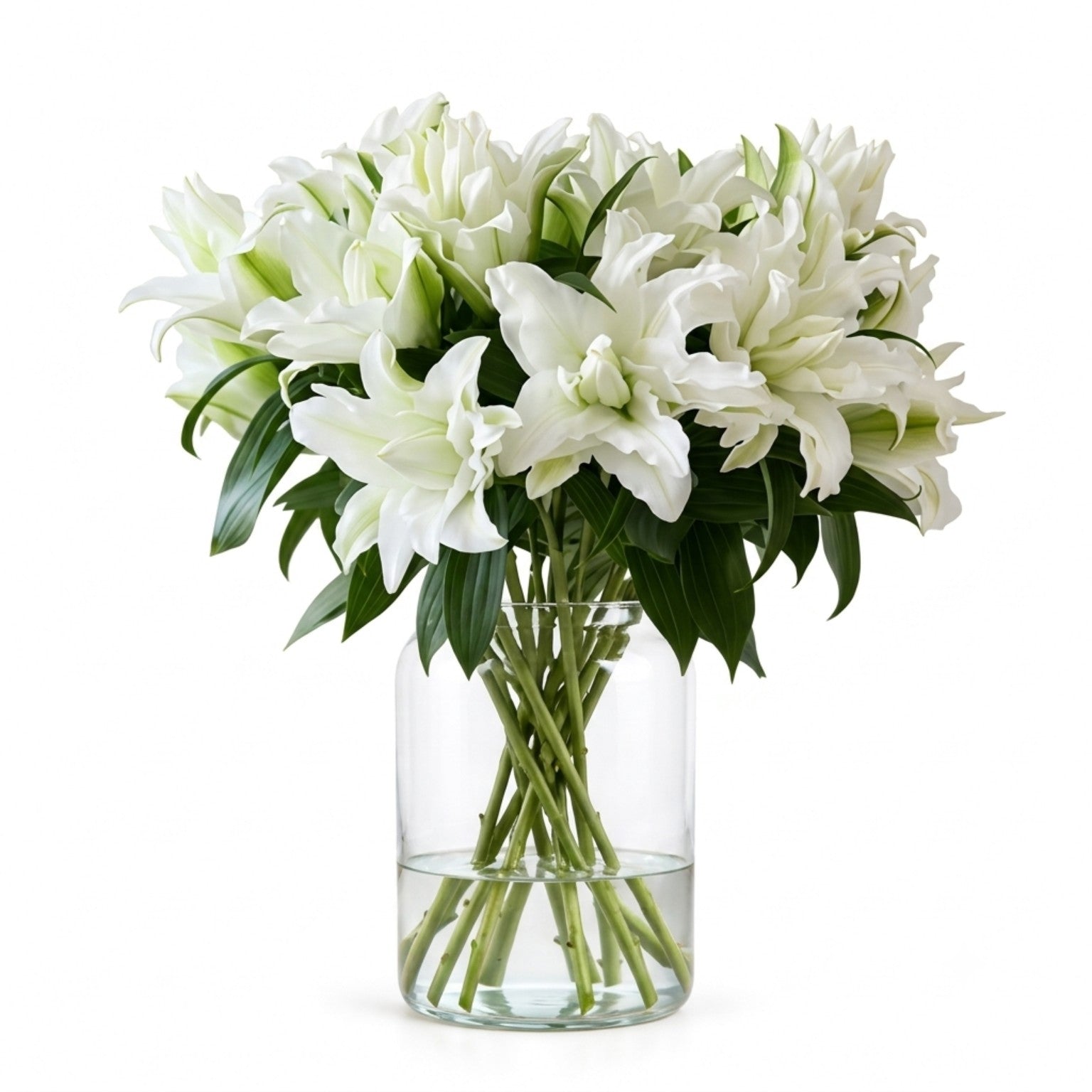 UK Grown Pollen-Free White Rose Lily ‘Aisha’