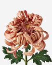 Chrysanthemum Vienna Copper