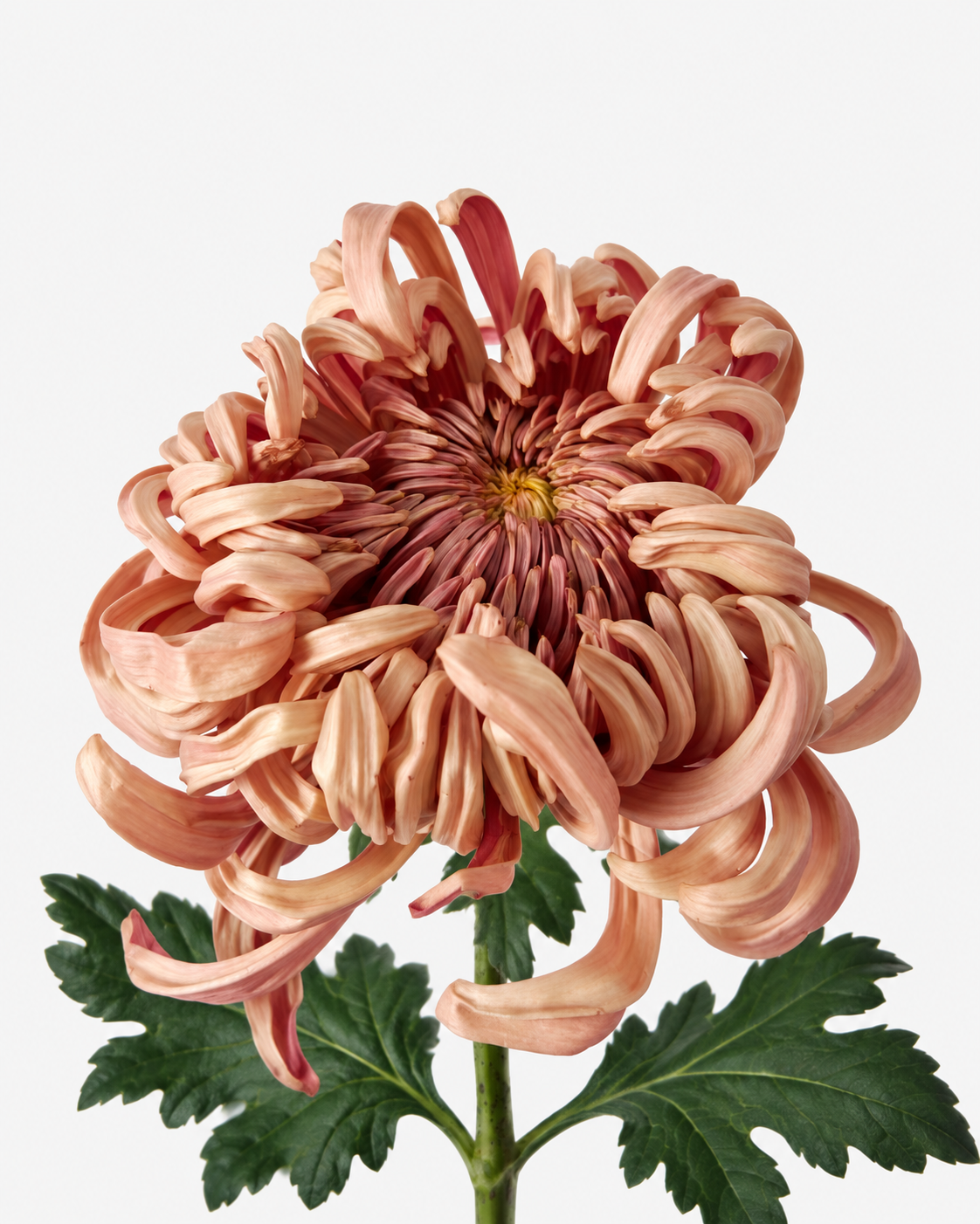 Chrysanthemum Vienna Copper