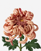Chrysanthemum Vienna Copper