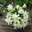 UK Grown Pollen-Free White Rose Lily ‘Aisha’