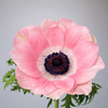 The Jewel – British Grown Anemone Letterbox