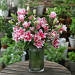 UK Grown Pollen-Free Pink Rose Lily ‘Samantha’