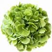 Green Hydrangea Flowers