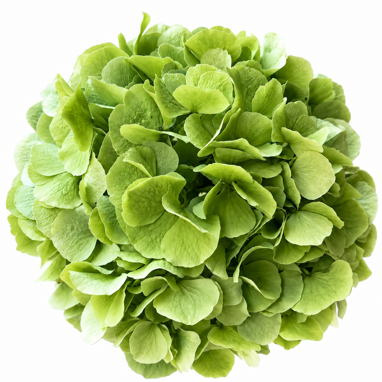 Green Hydrangea Flowers