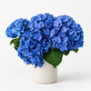 Sapphire Blue Hydrangea