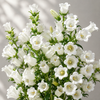 British white Campanula | Fresh Seasonal Bellflowers