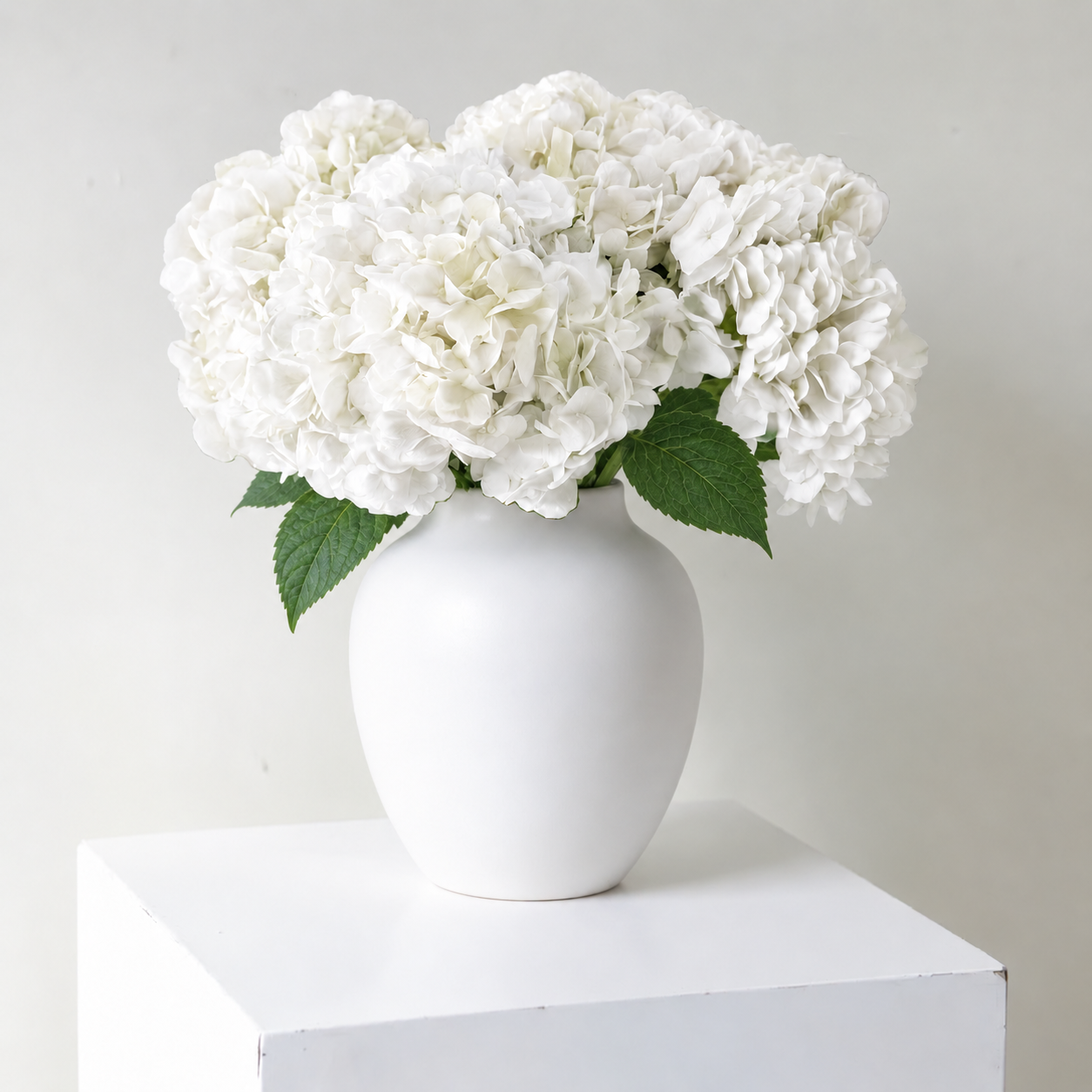 Cloud White Hydrangea Flowers