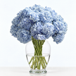 Baby Blue Hydrangea Flowers