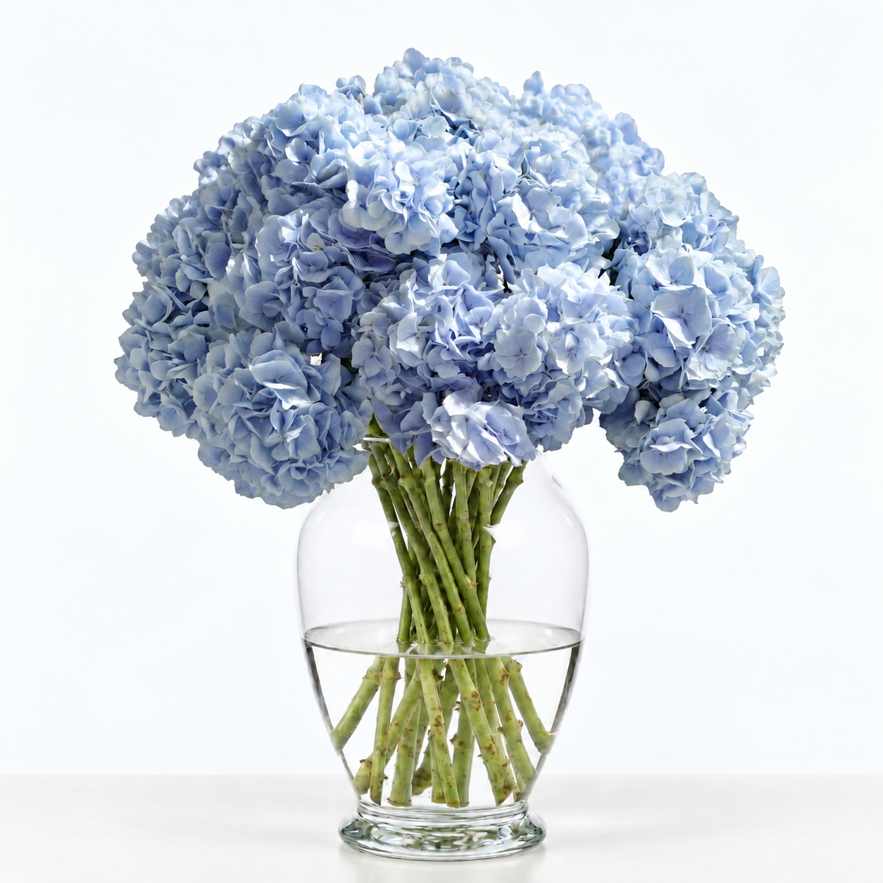 Baby Blue Hydrangea Flowers