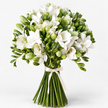 White Freesia