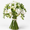 White Freesia