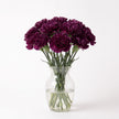 Moon Series Carnations