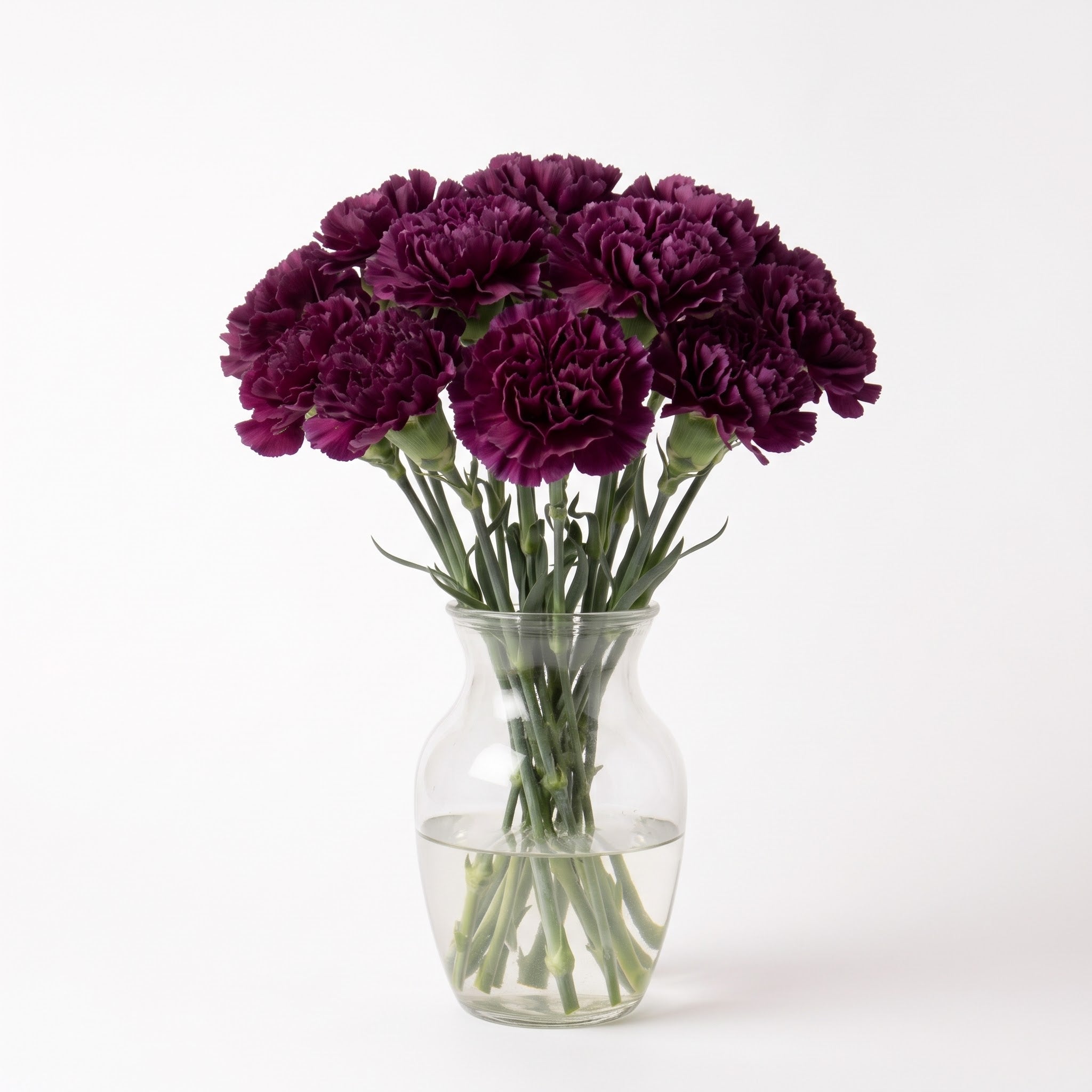 Moon Series Carnations