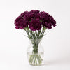 Moon Series Carnations