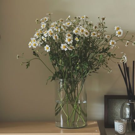 British White Tanacetum 'Vegmo' Stems