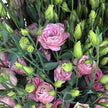 UK Grown Rosita Pink Lisianthus