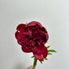 British-Grown Red Peonies with Free Delivery