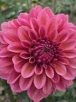 UK Grown Dahlia ‘Salmon Runner’ – Salmon Pink