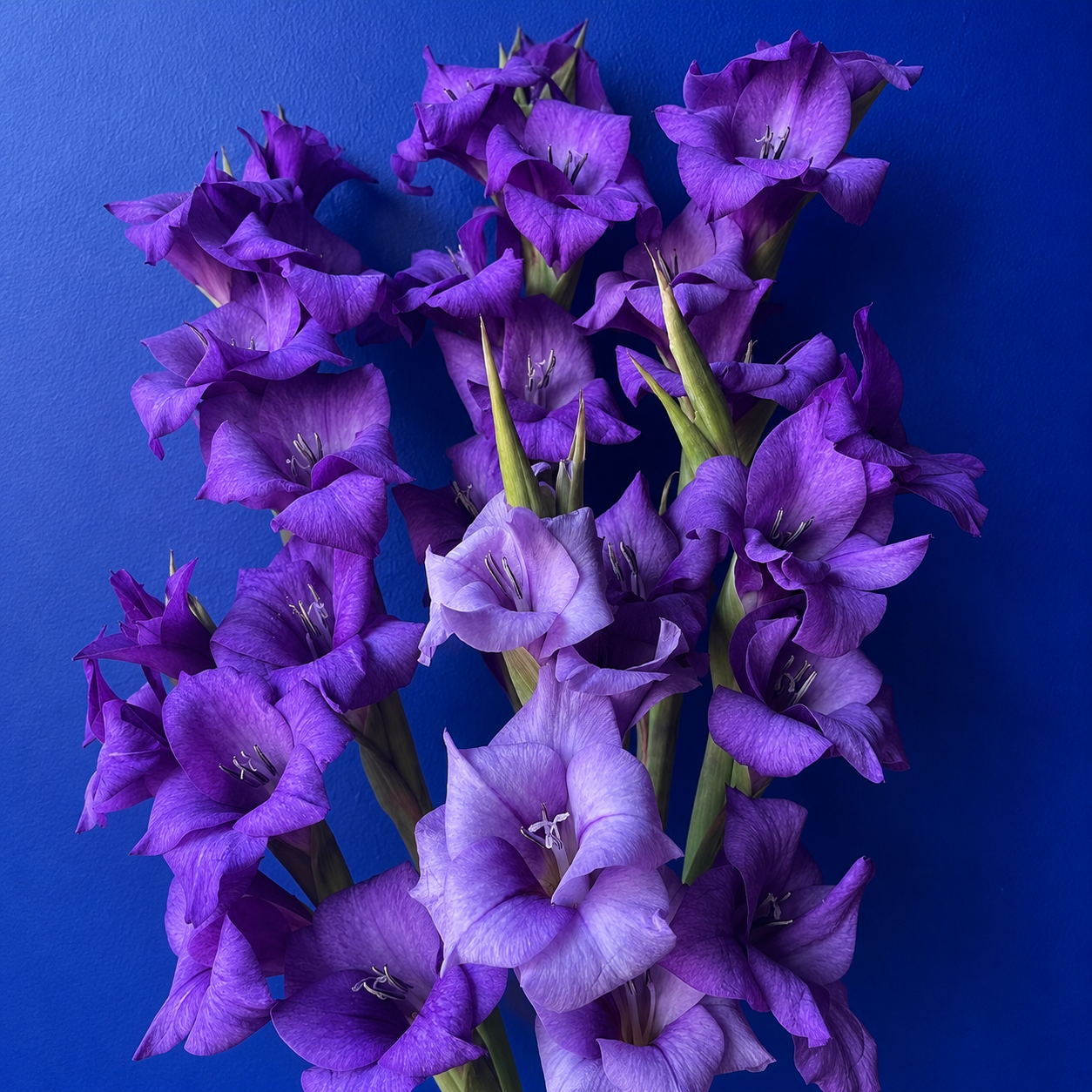 Purple Gladioli – British Grown | 75cm