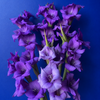 Purple Gladioli – British Grown | 75cm