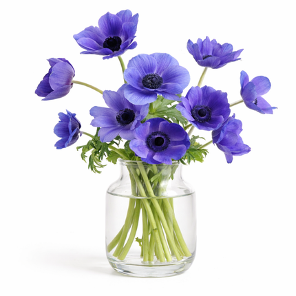 British Grown Blue & Purple Anemones
