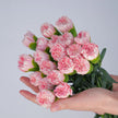 The Blush Carnation Bouquet