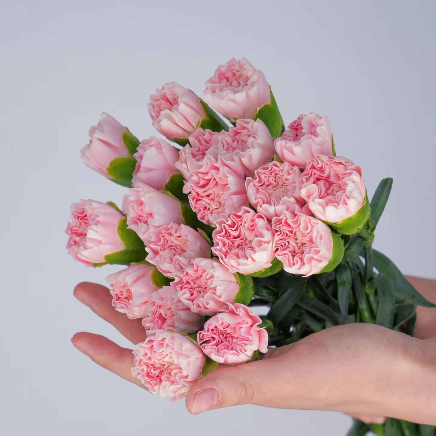 The Blush Carnation Bouquet