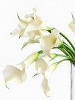 White Calla Lily