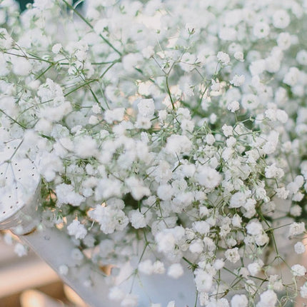 British White Gypsophila (Gyp)