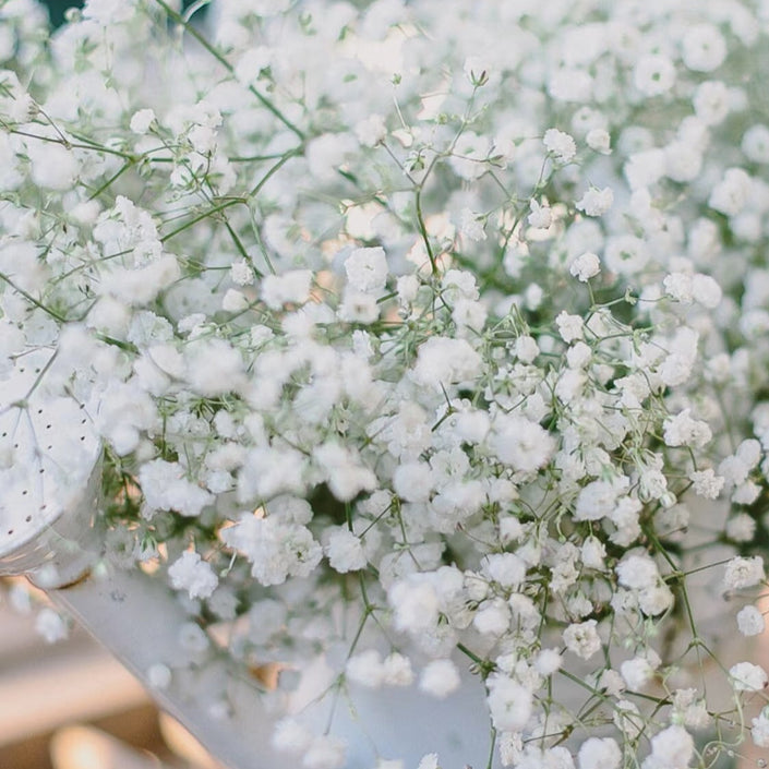 British White Gypsophila (Gyp)