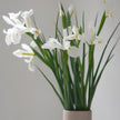 White Iris – British Grown Letterbox Flowers