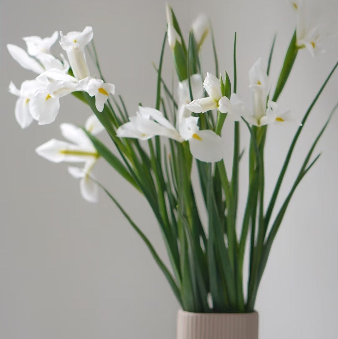White Iris – British Grown Letterbox Flowers