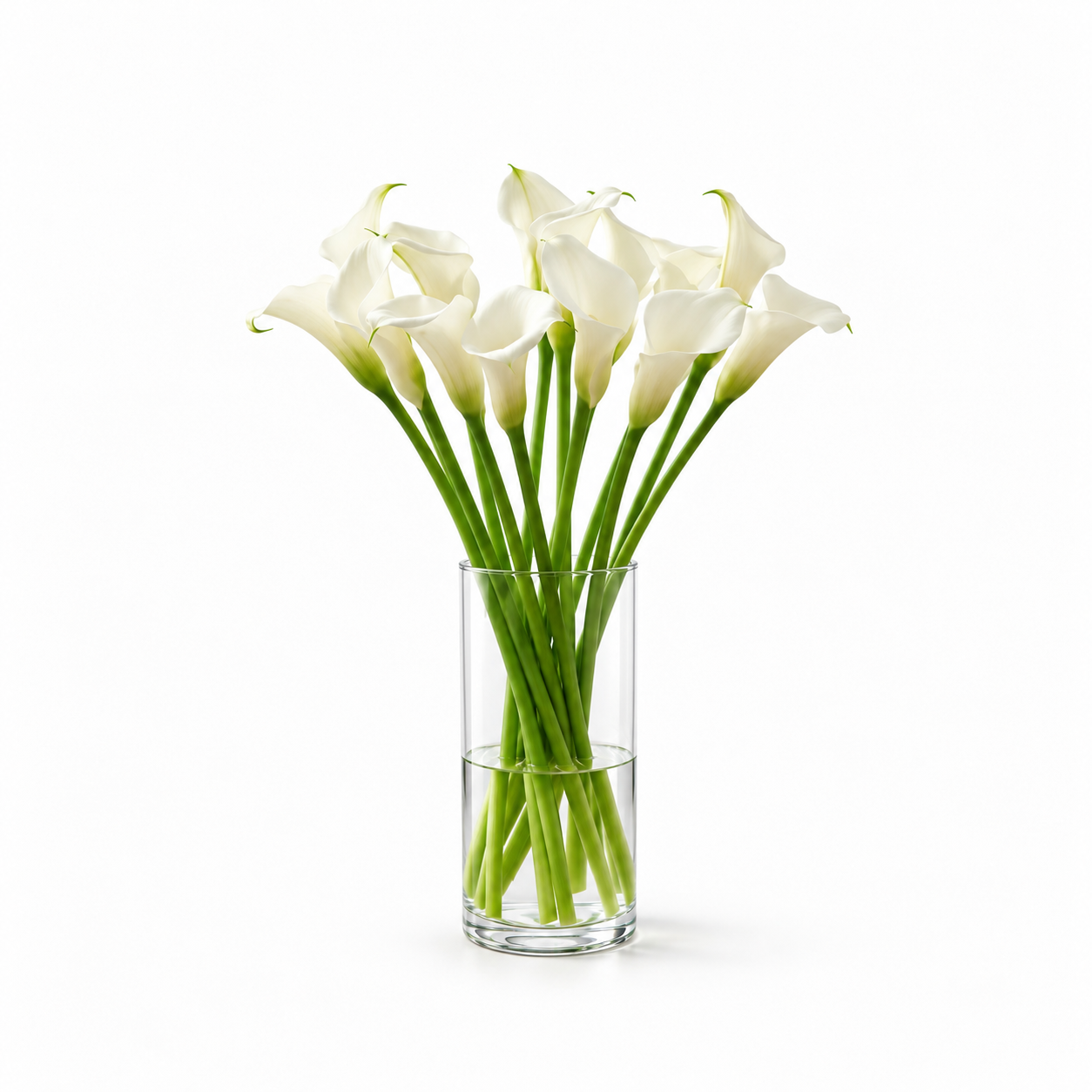 White Calla Lily