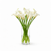 White Calla Lily