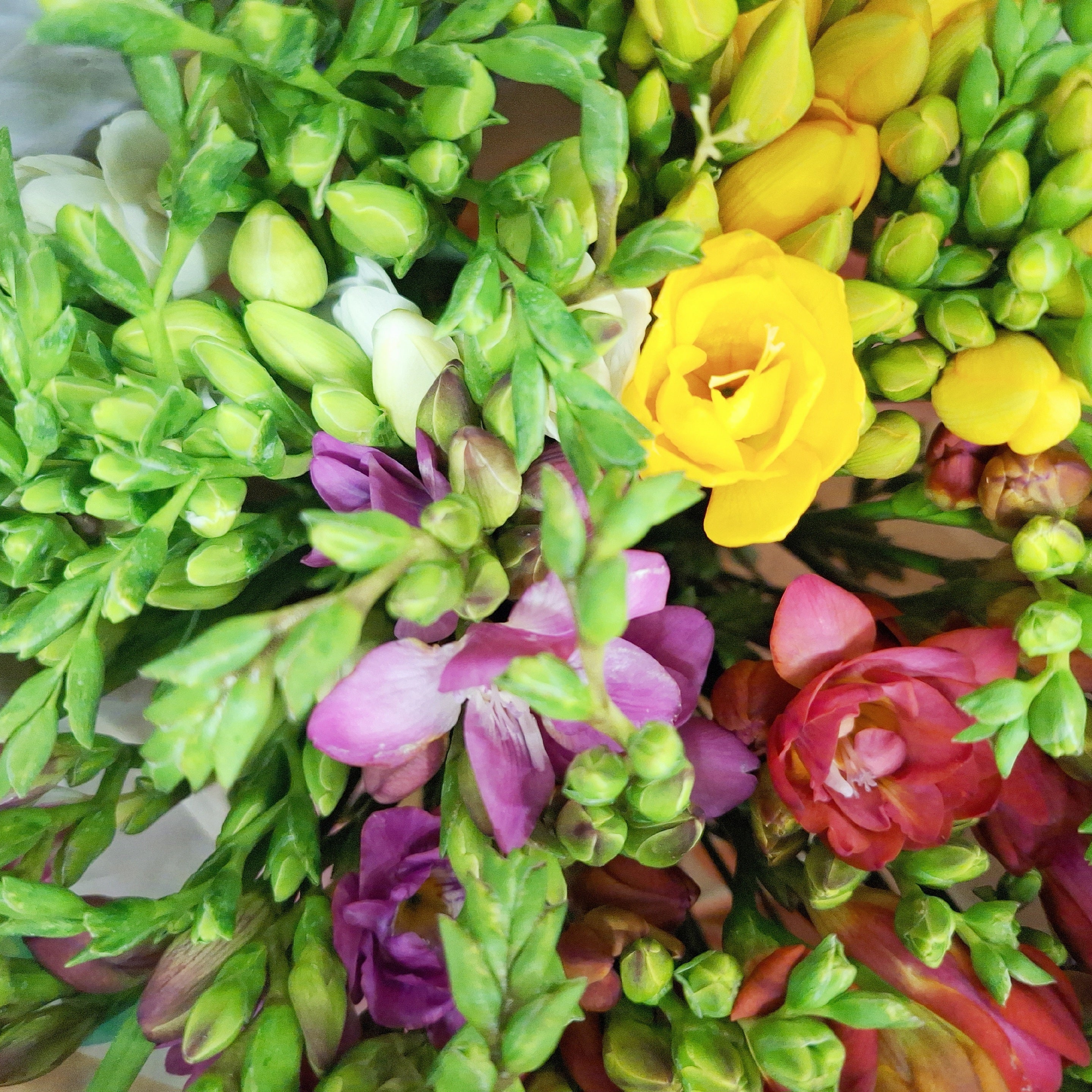 Mixed Freesia Bouquet