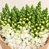 British White Snapdragon Flowers