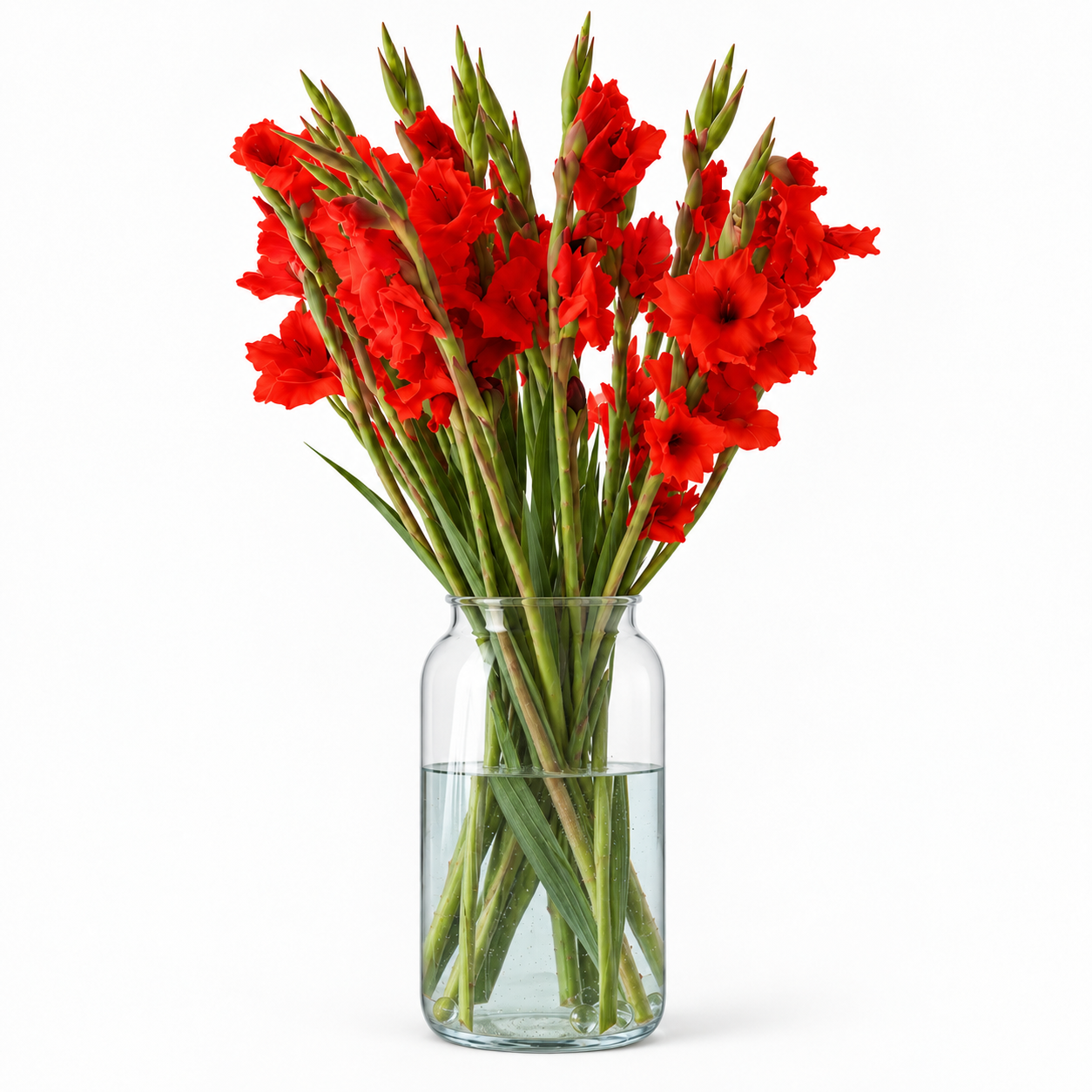 Dark Red Gladioli – British Grown | 75cm