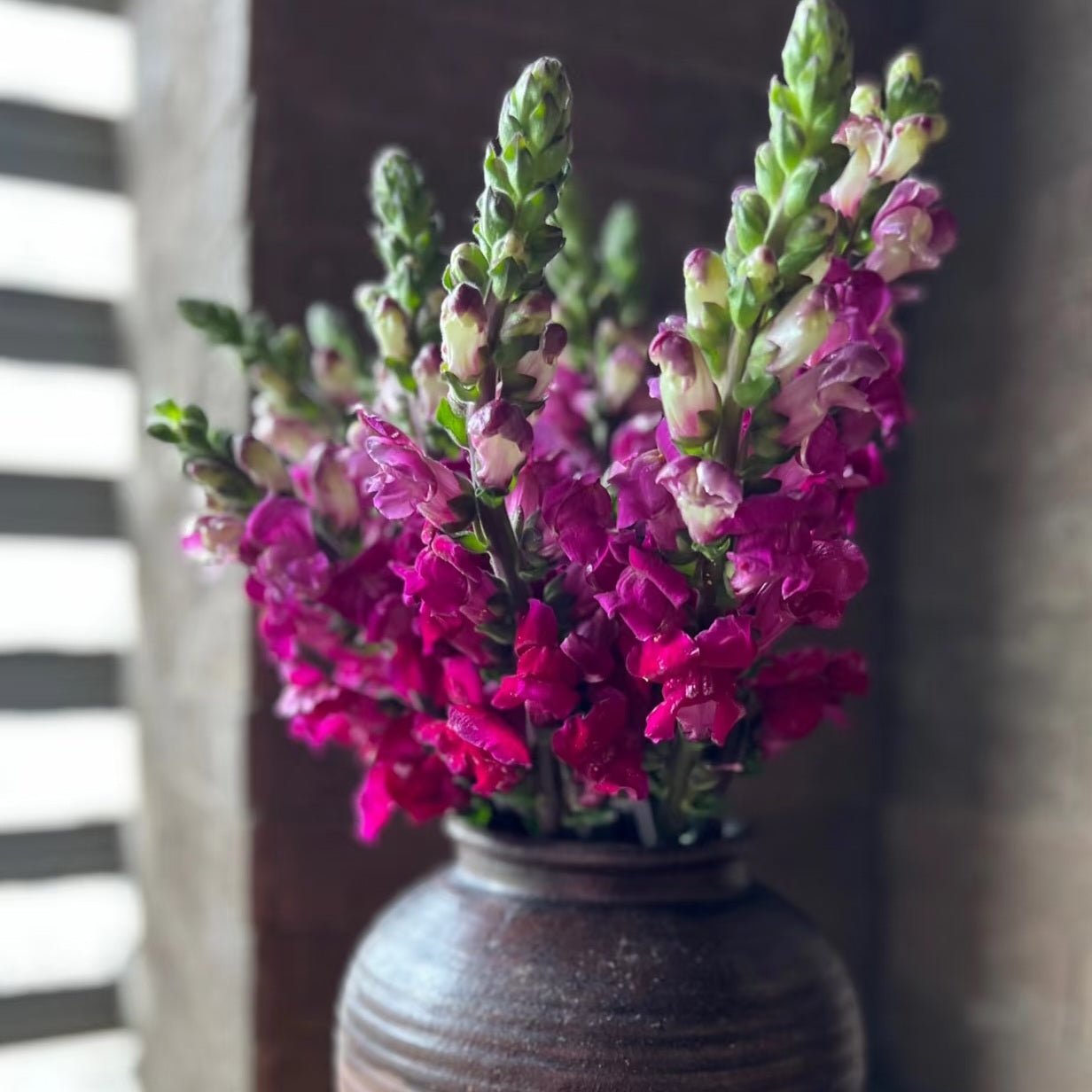 British Red Snapdragon Flowers