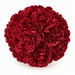 The Carnation Posy