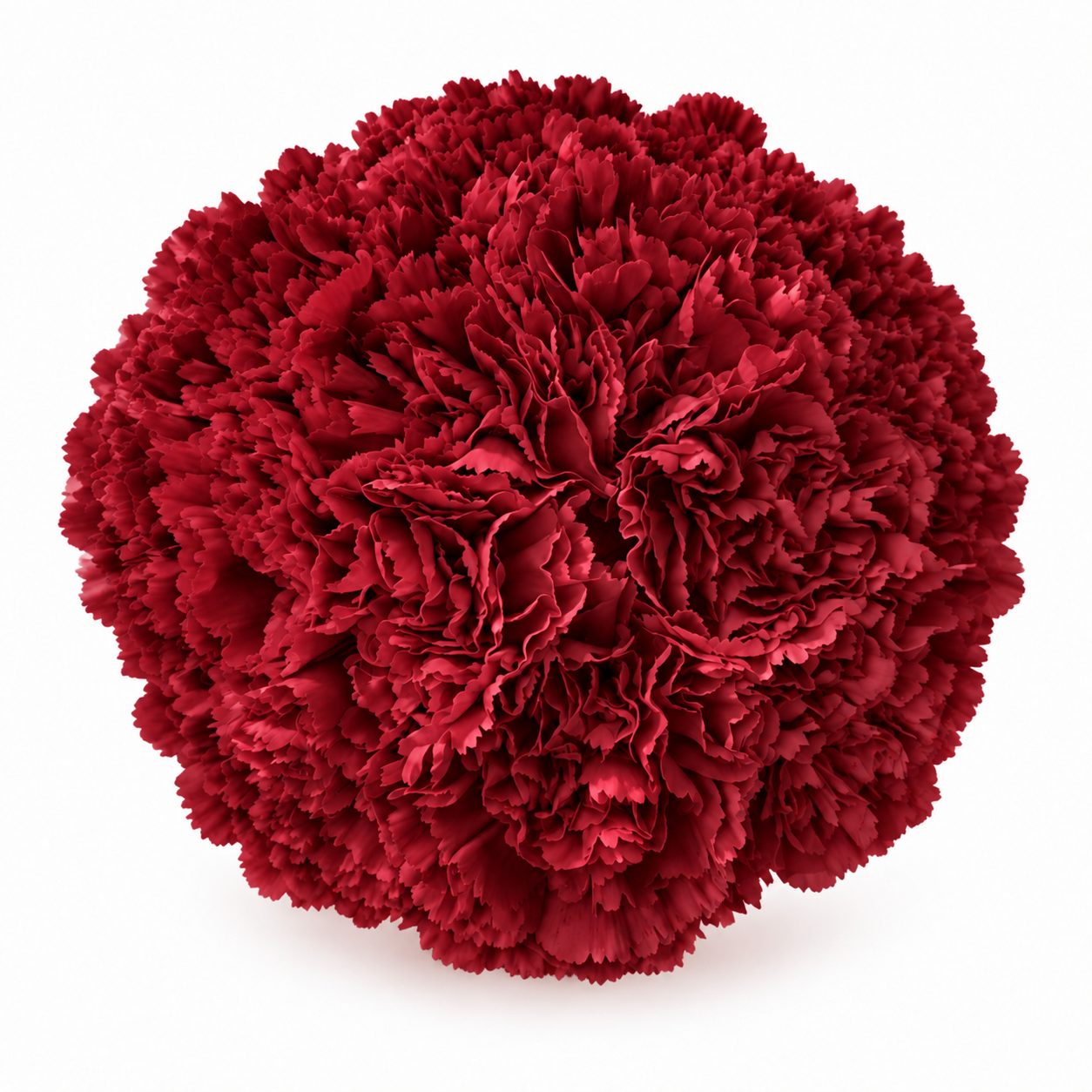 The Carnation Posy